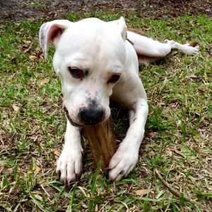 Pitbull puppy chewing a stick