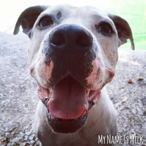 smiling pitbull dog 