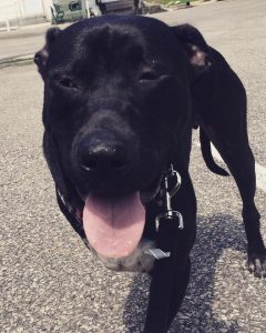 smiling black pitbull walking