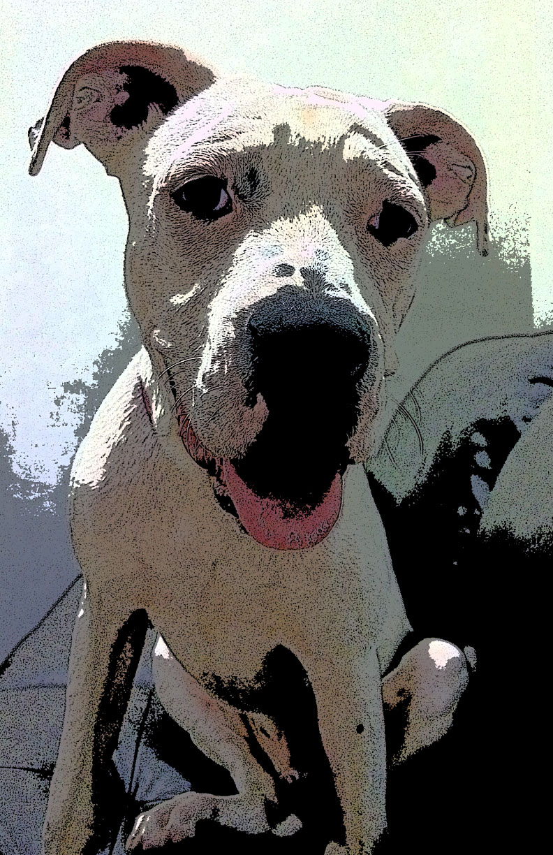 Pitbull Puppy Dog Poster