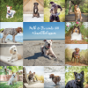 2018 dog calendar fundraiser